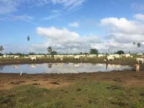 Finca en Venta en  Sayaxché, Petén