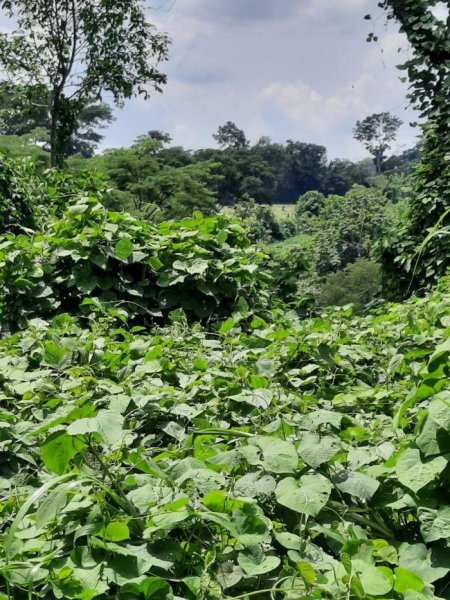 Terreno en Venta en  Coatepeque, Quetzaltenango