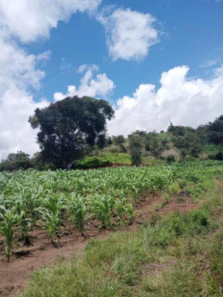 Foto Finca en Venta en San Juan Sacatepéquez, Guatemala - Q 7.000.000 - FIV18480 - BienesOnLine