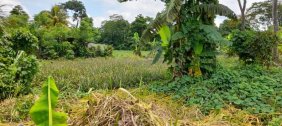 Finca en Venta en  Mazatenango, Suchitepéquez