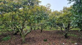 Finca en Venta en  Escuintla, Escuintla