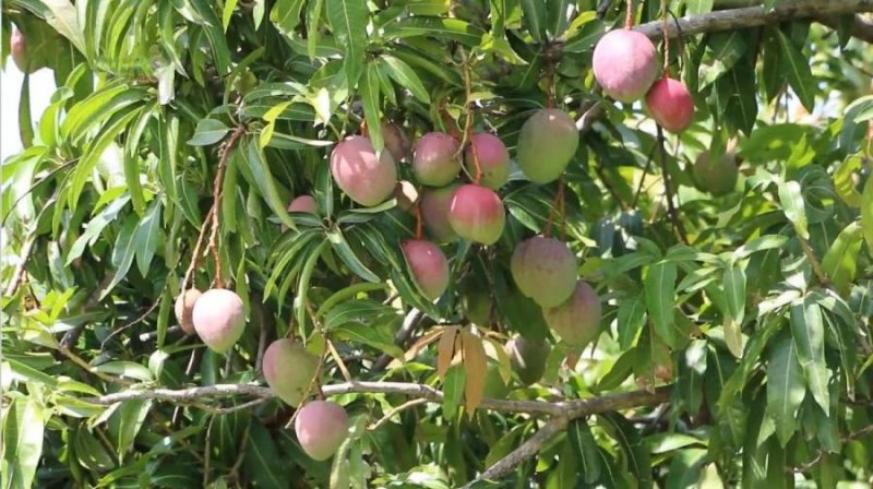 VENTA DE FINCA PRODUCTORA DE MANGO